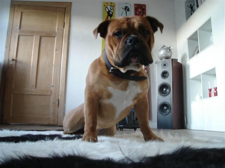 Olde english bulldogge bullgaard,s anton billede 14