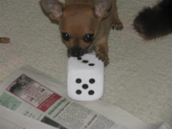 Chihuahua Eddie billede 6