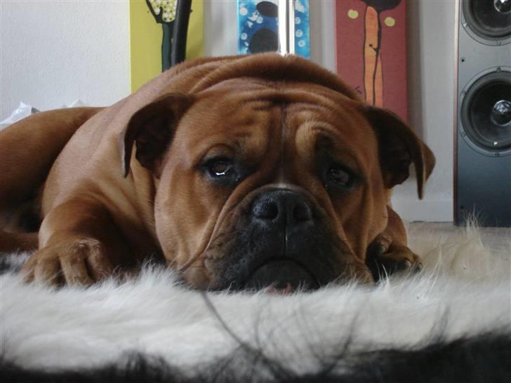 Olde english bulldogge bullgaard,s anton billede 15