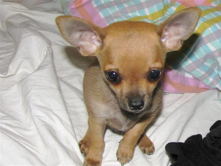 Chihuahua Eddie billede 7