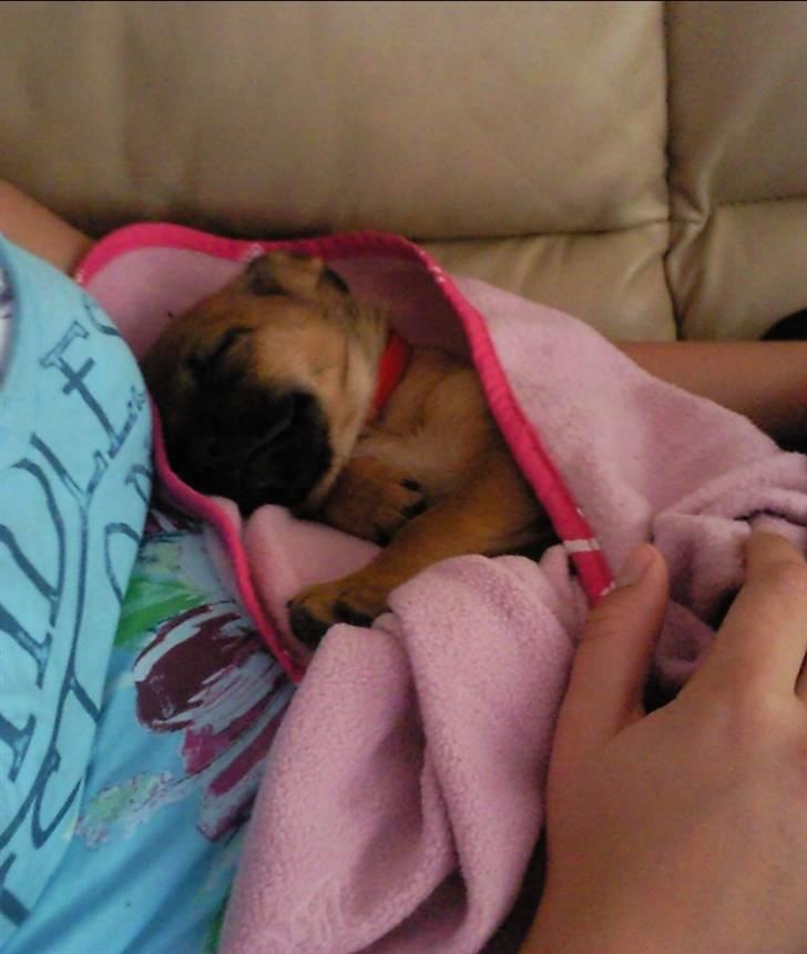 Blanding af racer Tulle billede 11