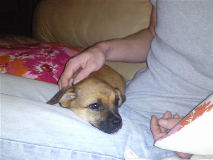 Blanding af racer Tulle billede 12