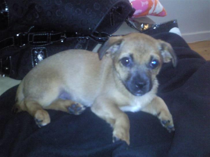 Blanding af racer Tulle billede 13