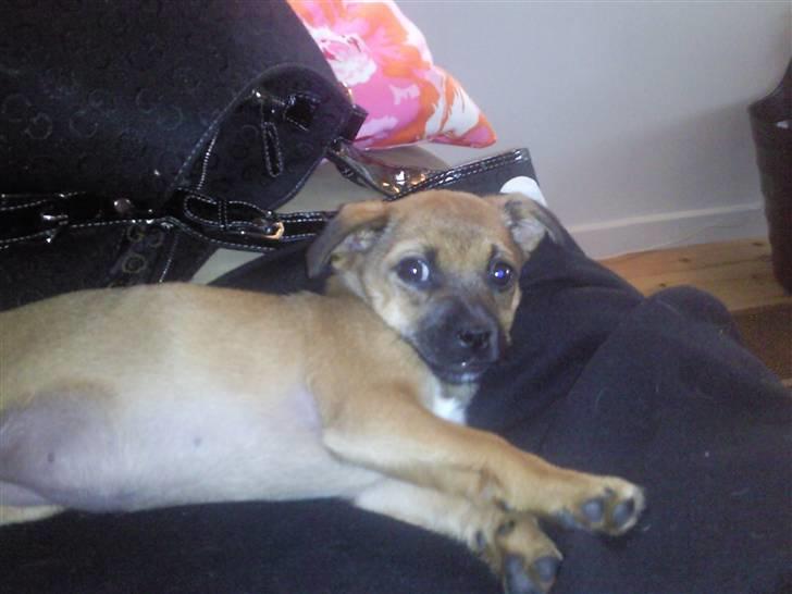 Blanding af racer Tulle billede 14