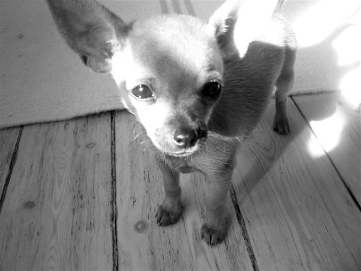 Chihuahua Eddie billede 8