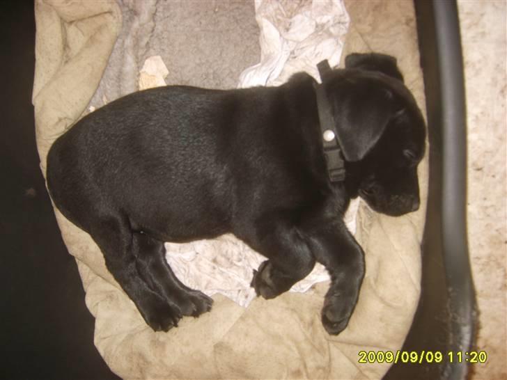 Labrador retriever Kelly solgt - Kelly 8 ugers billede billede 1