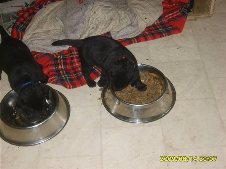 Labrador retriever Kelly solgt billede 2