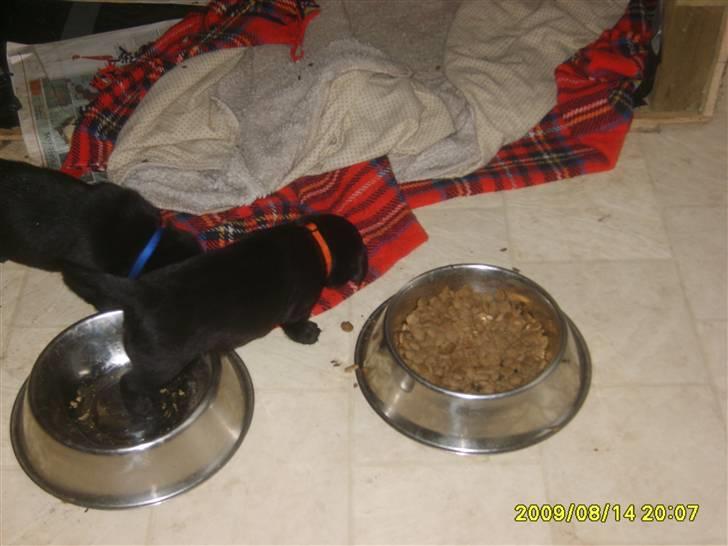 Labrador retriever Kelly solgt billede 3