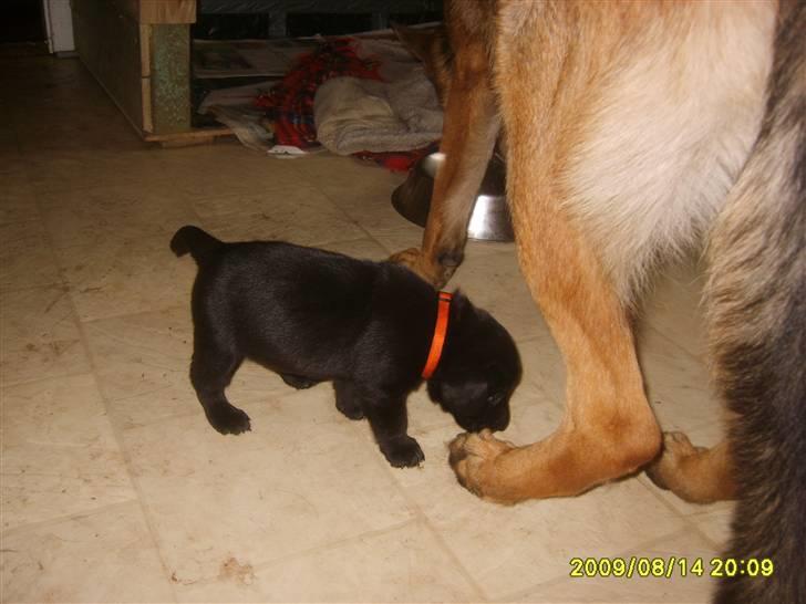 Labrador retriever Kelly solgt billede 4