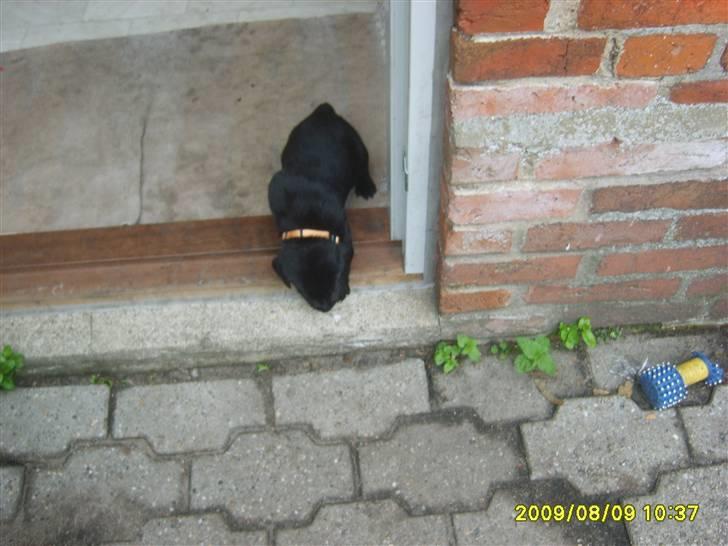 Labrador retriever Kelly solgt billede 5