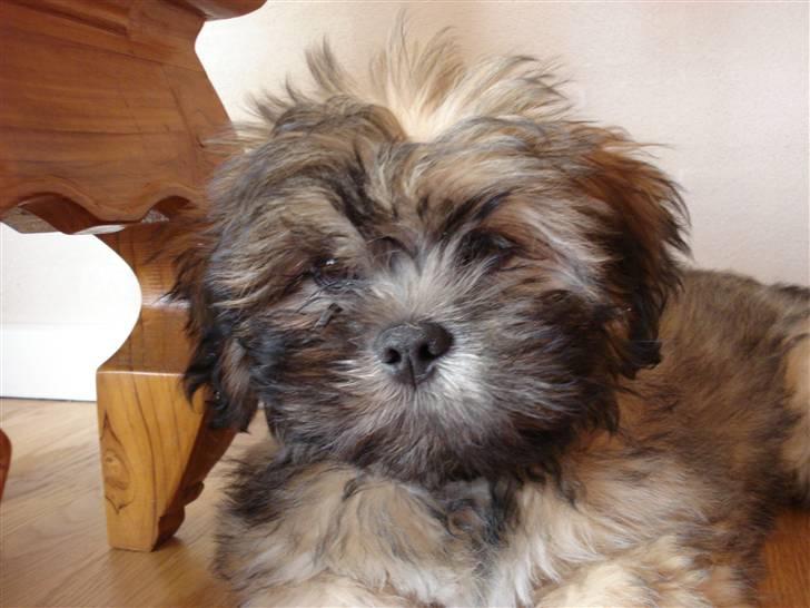 Lhasa apso Simba billede 7