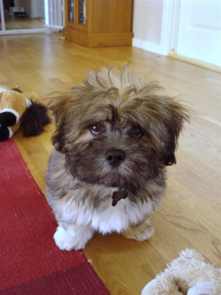 Lhasa apso Simba billede 8