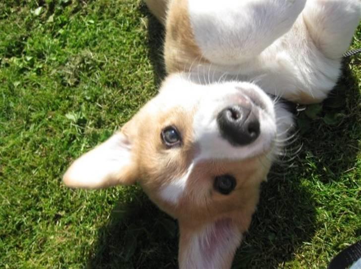 Welsh corgi pembroke Charlie billede 7