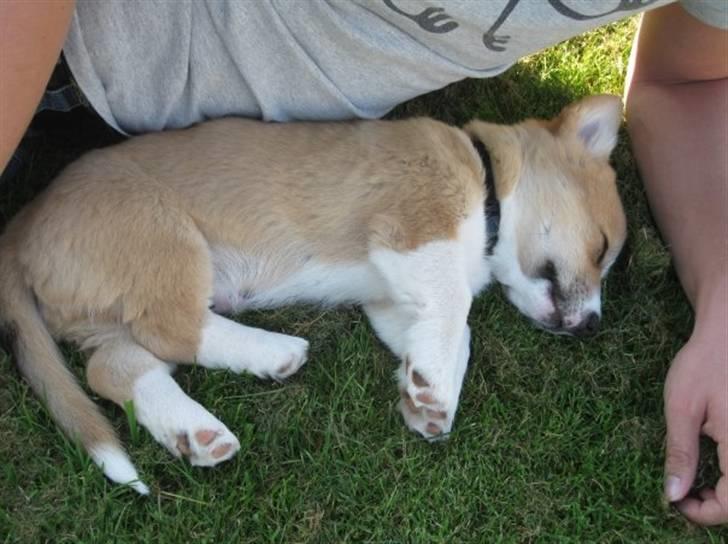 Welsh corgi pembroke Charlie billede 8
