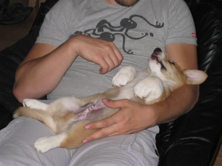 Welsh corgi pembroke Charlie billede 9