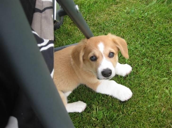 Welsh corgi pembroke Charlie billede 10