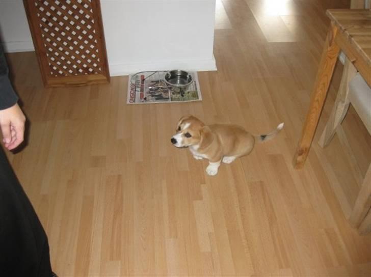 Welsh corgi pembroke Charlie billede 11