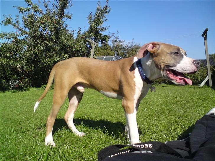 Amerikansk staffordshire terrier Bastian  solgt =( billede 19