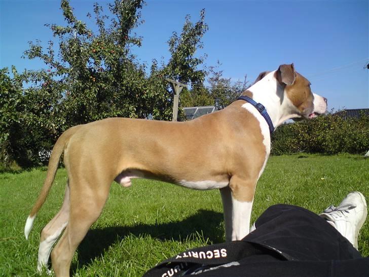 Amerikansk staffordshire terrier Bastian  solgt =( billede 20