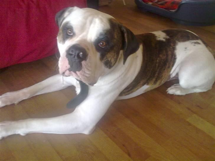 Amerikansk bulldog kenzo billede 1