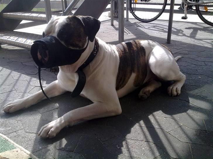 Amerikansk bulldog kenzo billede 2