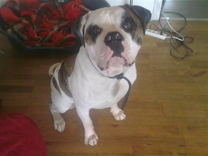 Amerikansk bulldog kenzo billede 3