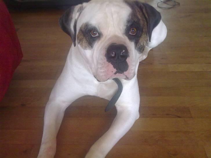 Amerikansk bulldog kenzo billede 4