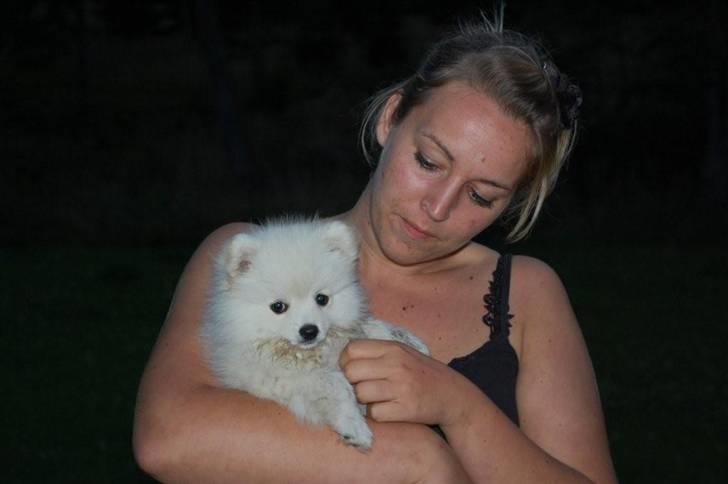 Pomeranian Soffi billede 1