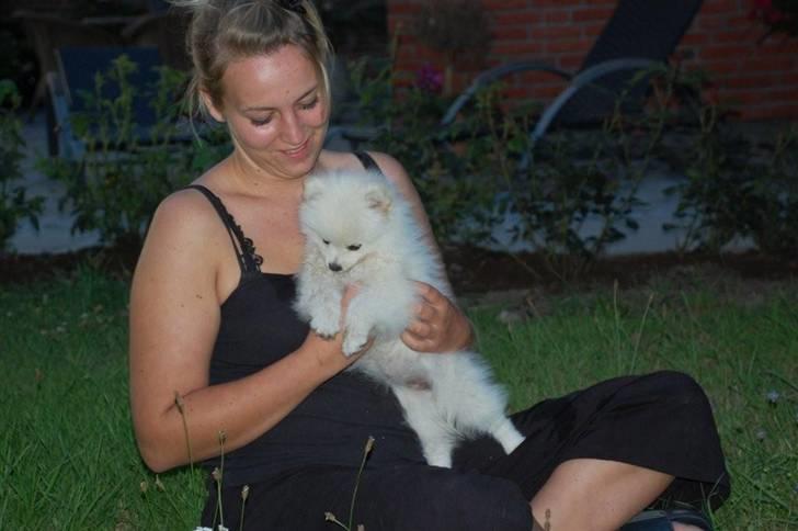 Pomeranian Soffi billede 2