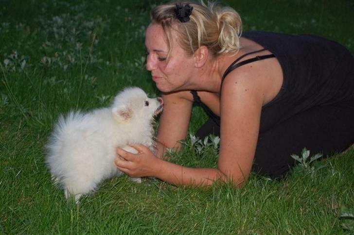 Pomeranian Soffi billede 3