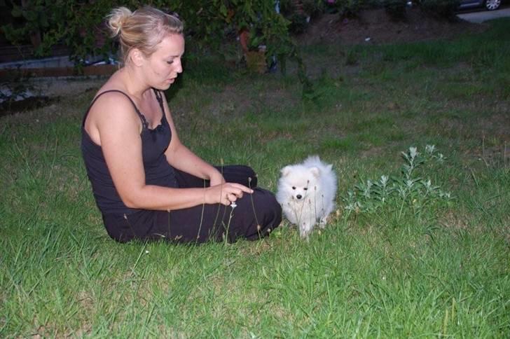 Pomeranian Soffi billede 4