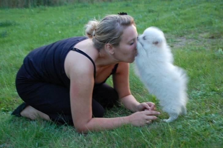 Pomeranian Soffi billede 5