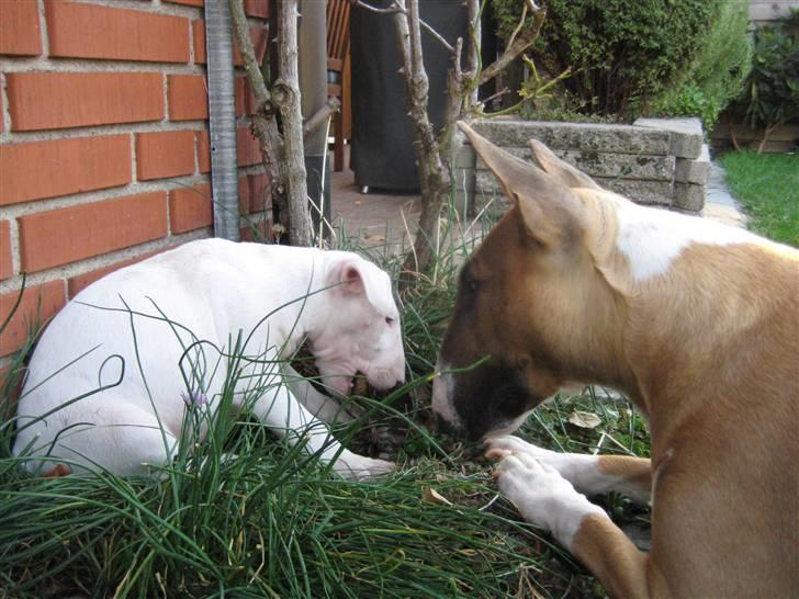 Bullterrier Henry - Hmmm hvad er det for noget der kan spises som han har og jeg IKKE har ??? billede 9