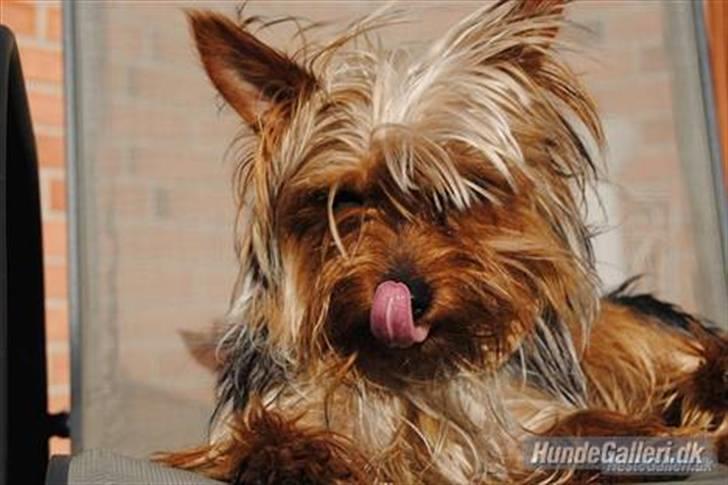 Yorkshire terrier *Little big horns Karla* - namme nam:-D billede 1