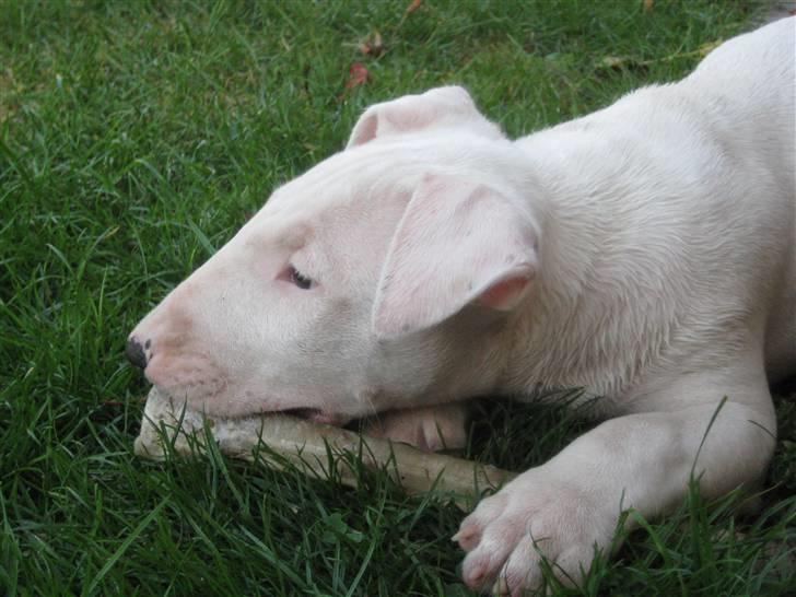 Bullterrier Henry billede 10