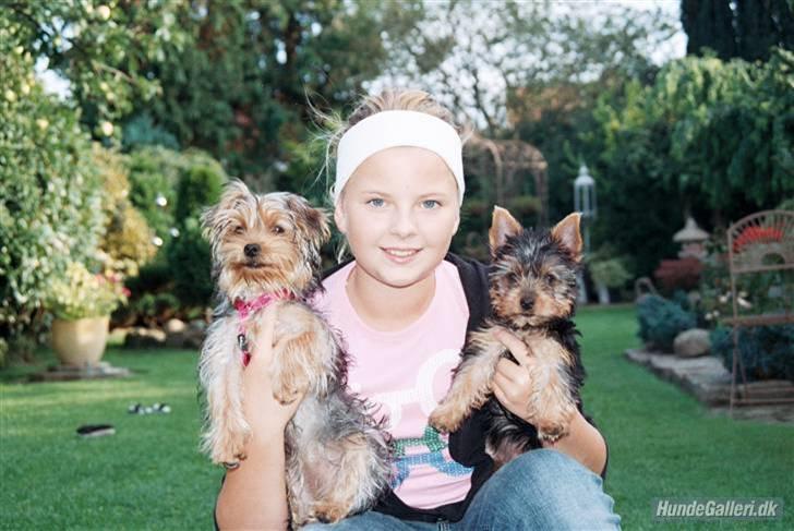 Yorkshire terrier *Little big horns Karla* - søster jose & karla:D foto:FHL billede 2