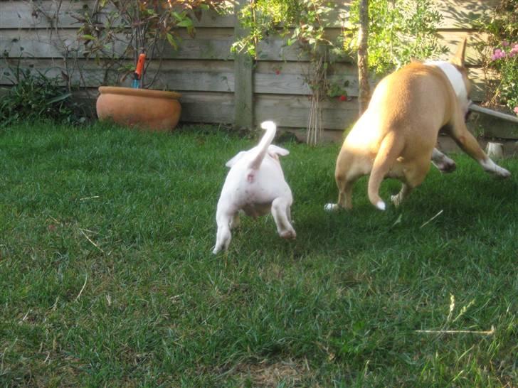 Bullterrier Henry - Prøve til instituttet for "gakkede gangarter". billede 11