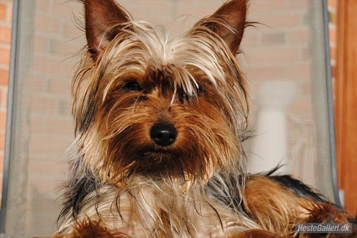 Yorkshire terrier *Little big horns Karla* - smukke hund! billede 4