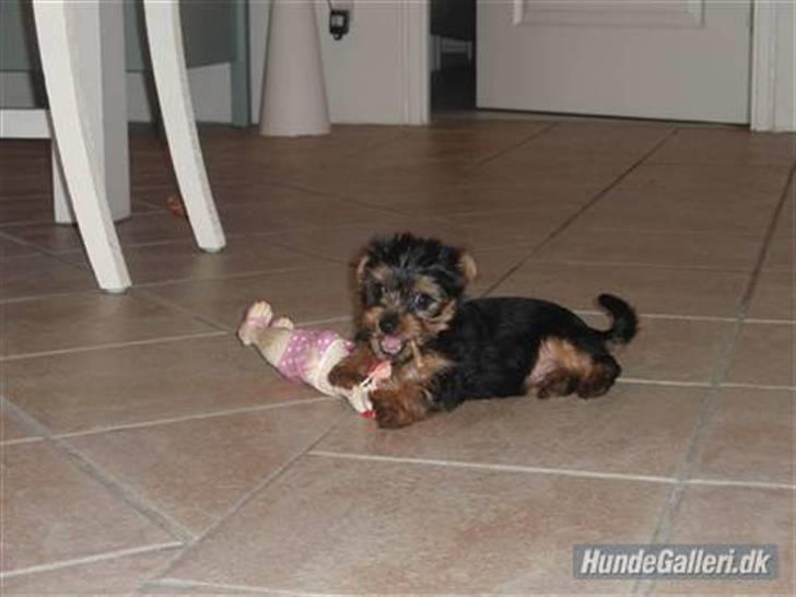 Yorkshire terrier *Little big horns Karla* - jeg skal have alt!  foto:FHL billede 5