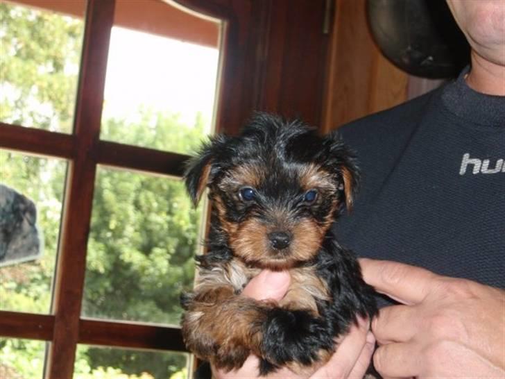 Yorkshire terrier *Little big horns Karla* - smukke!  foto:FHL billede 6