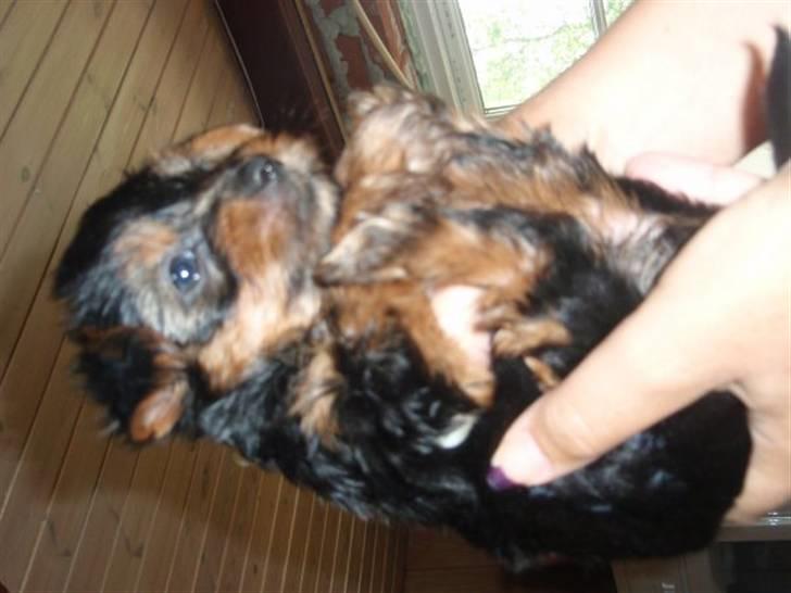 Yorkshire terrier *Little big horns Karla* - mini karla(: billede 7