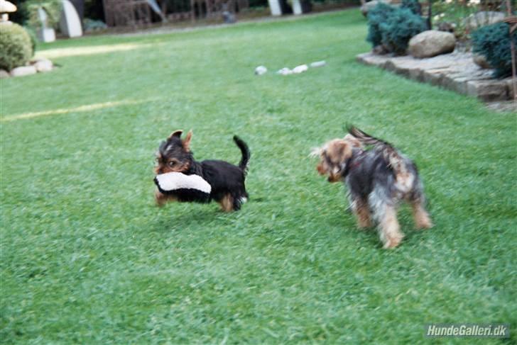 Yorkshire terrier *Little big horns Karla* - åhh nej, nu kommer søster og tager den fra mig igen!:D  foto:FHL billede 9