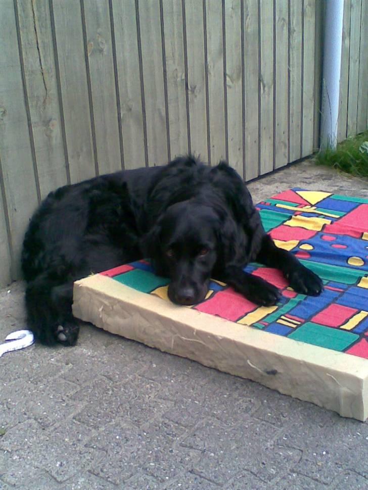 Flat coated retriever Freja - nyt billede 13