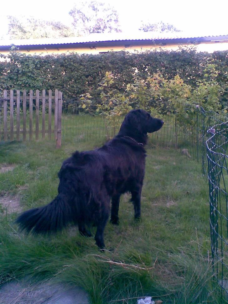 Flat coated retriever Freja billede 14