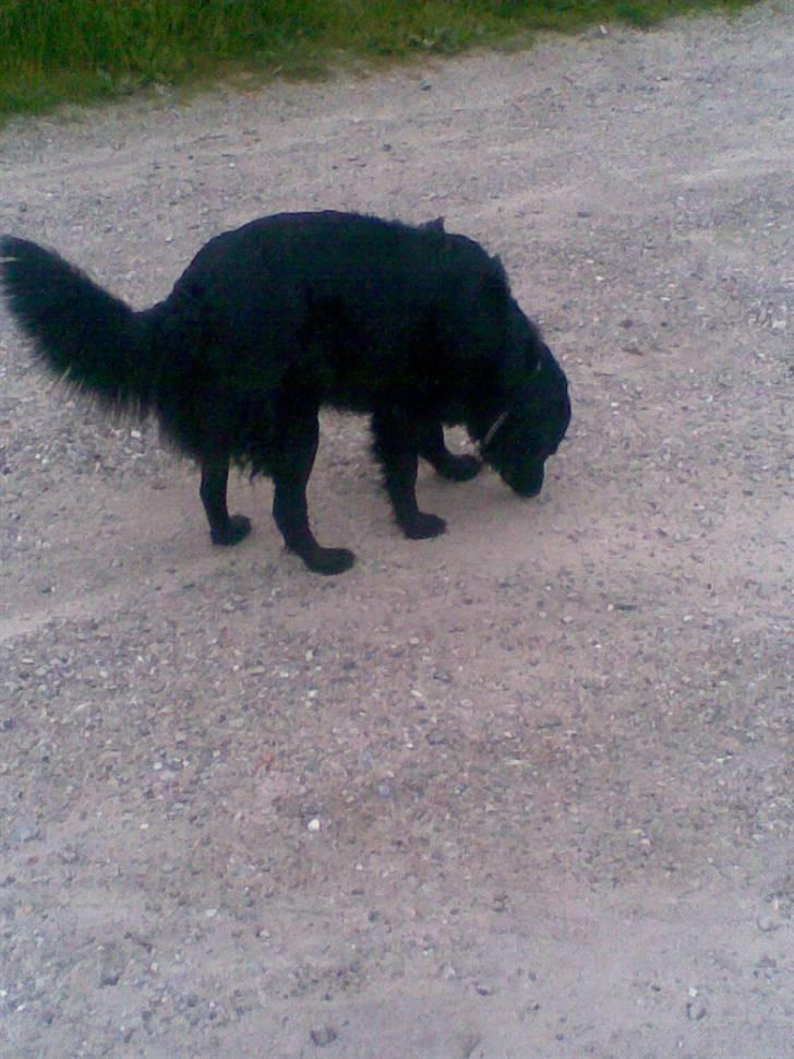 Flat coated retriever Freja billede 15