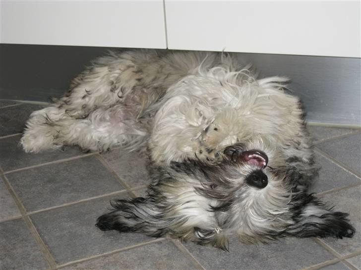 Bichon havanais Happy Friends Yakety Yak  billede 12