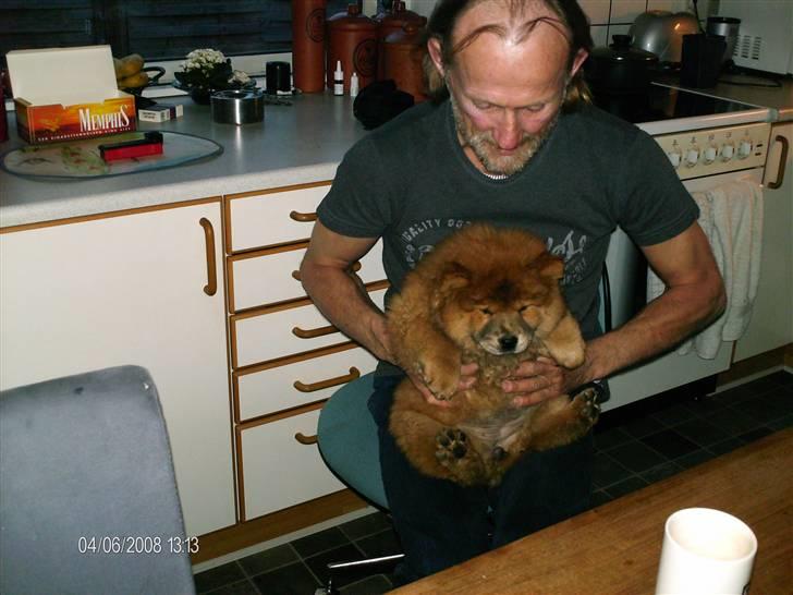 Chow chow Nybo's lady billede 9