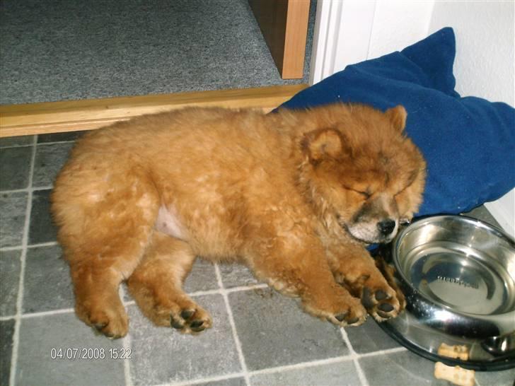 Chow chow Nybo's lady billede 10