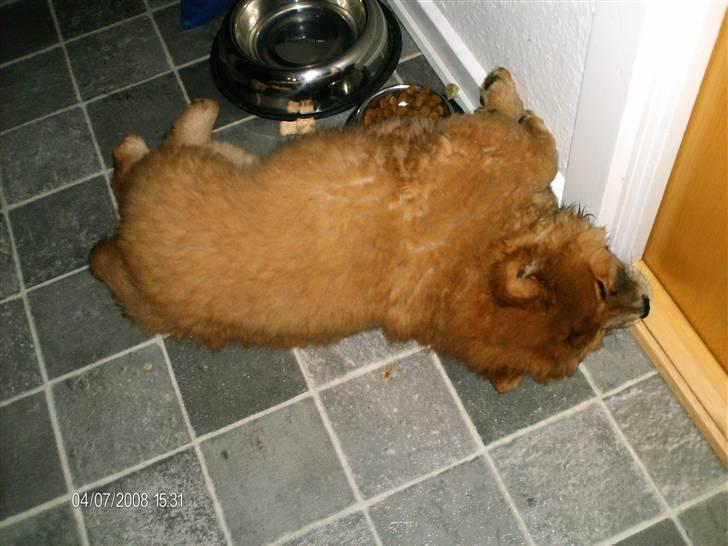 Chow chow Nybo's lady billede 11