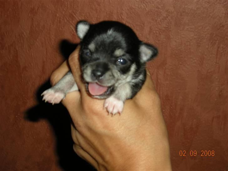 Chihuahua Cher blir kaldt Donna billede 5